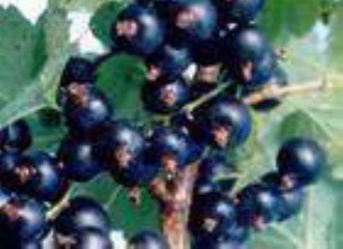 Sell  Black Currant Extract